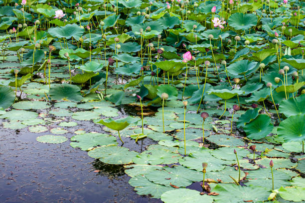 istock Lotus flowers blooming in summer 2159870227