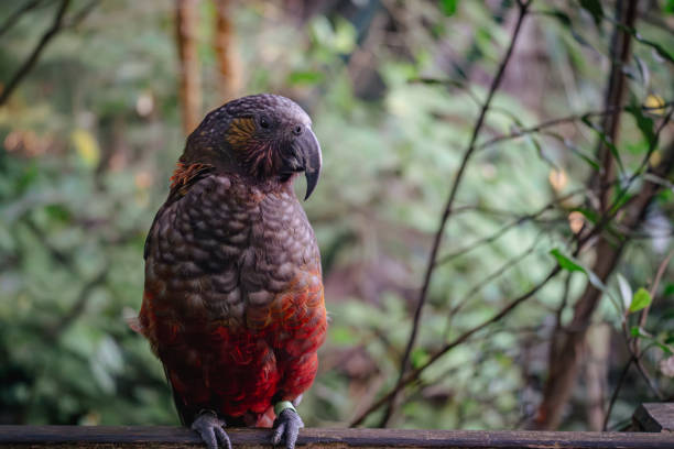 istock New Zealand Parrot known as Kk 2159873205