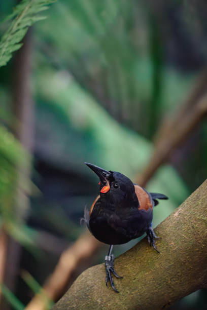 A North Island Saddleback bird known as Teke on a branch in the forest with selective focus