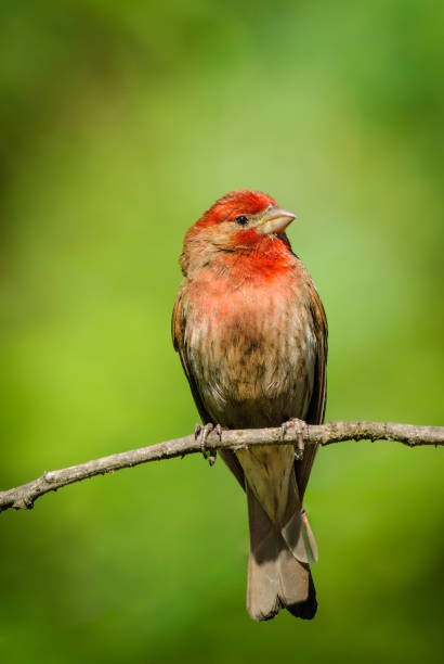 istock Male House Finch 2159875675