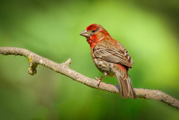 istock Male House Finch 2159875796