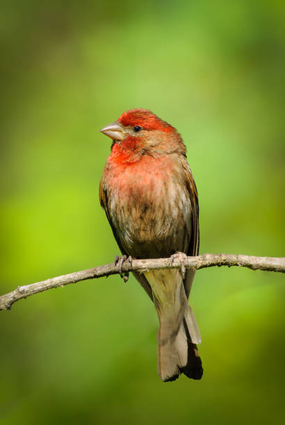 The House Finch (Haemorhous mexicanus) is a year-round resident of North America and the Hawaiian Islands.  Male coloration varies in intensity with availability of the berries and fruits in its diet.  As a result, the colors range from pale straw-yellow through bright orange to deep red. Adult females have brown upperparts and streaked underparts.  This male finch was photographed in Edgewood, Washington State, USA.