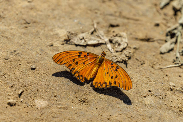 istock Spotted passionflower butterfly (Agraulis vanillae) perched on the sand. 2159876403
