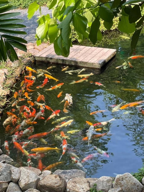 istock koi fish in the pond 2159876645