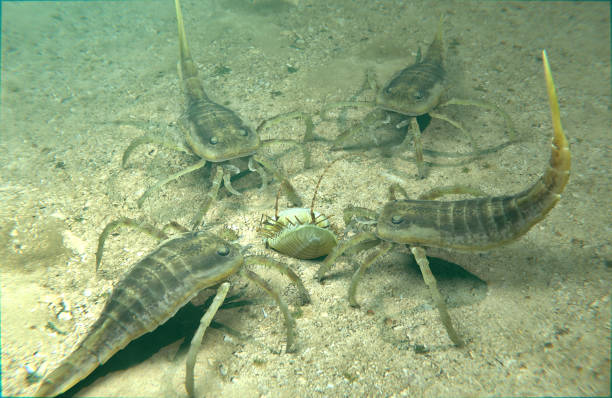 istock Eurypterids Kokomopterus Scavenging A Dead Trilobite 2159881687