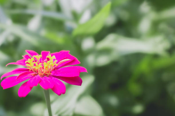 Close up red flower and blur green background