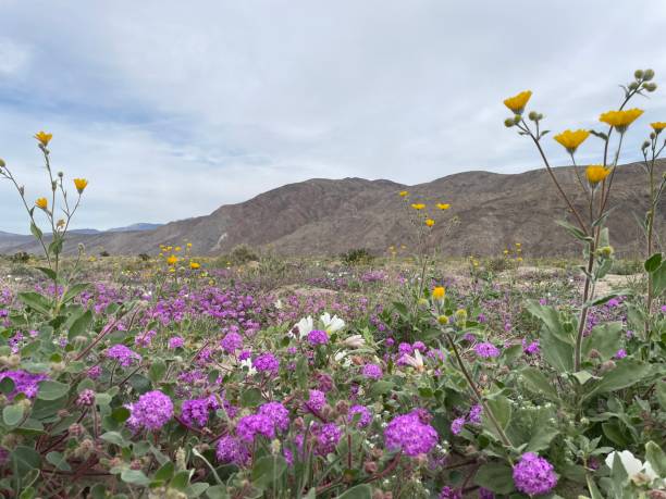 istock Anzo-Borrego Desert State Park 2159883298