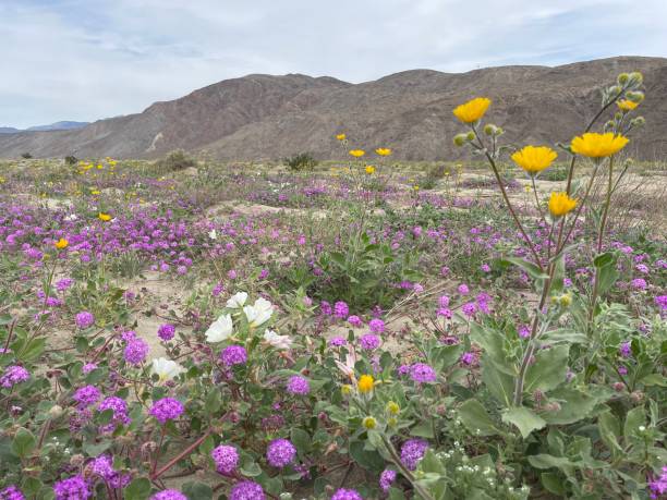 istock Anzo-Borrego Desert State Park 2159883299