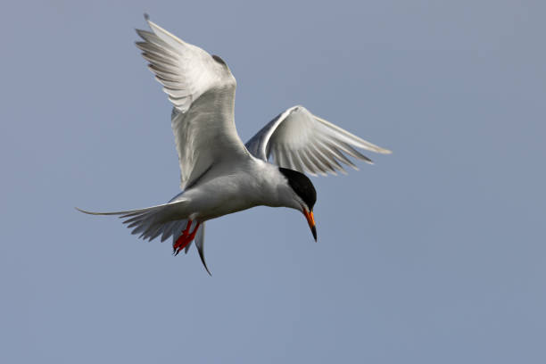 istock Forster's tern flying, seen in a North California marsh 2159885876