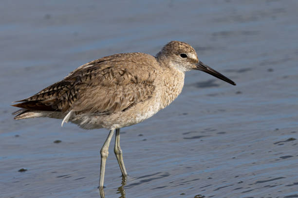 istock Short-billed dowitcher, seen  in a North California marsh 2159885877