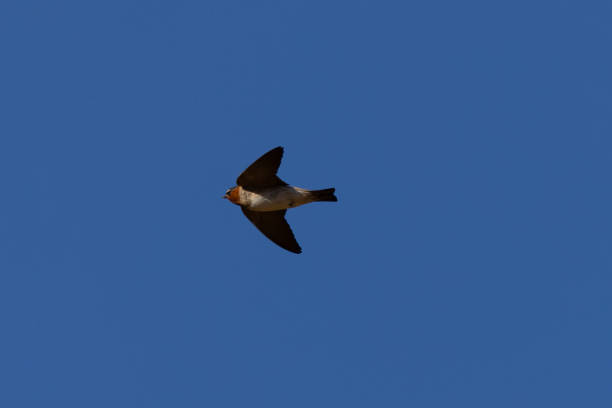 istock Close view of a barn swallow flying in beautiful light 2159885901