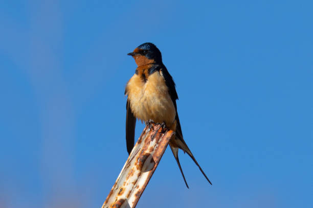 istock Close view of a barn swallow perched in beautiful light 2159885902