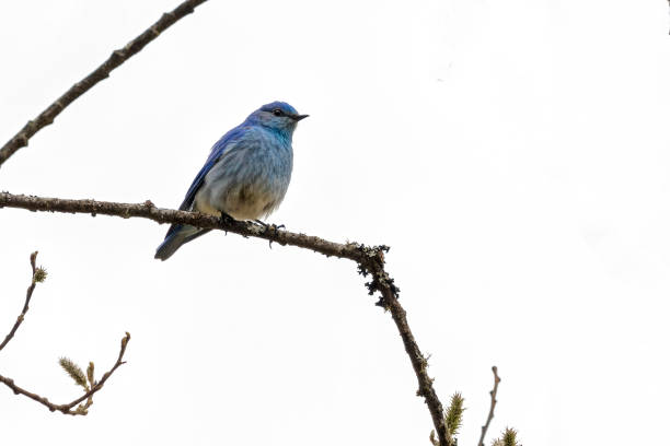 istock male mountain bluebird perched on a twig 2159886067