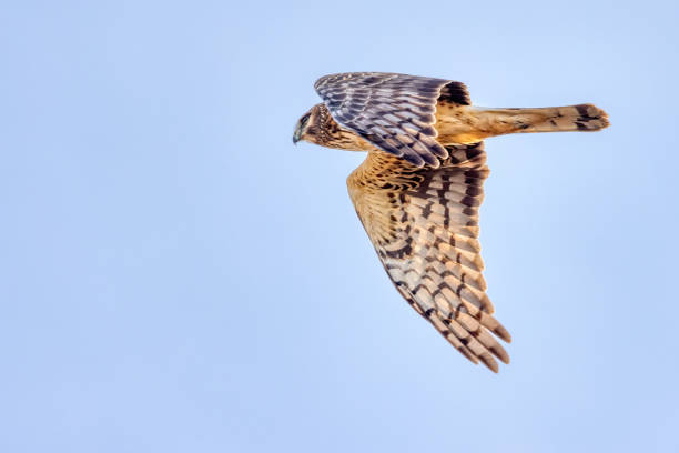 istock Northern Harrier in flight, Delta, BC, Canada 2159886069