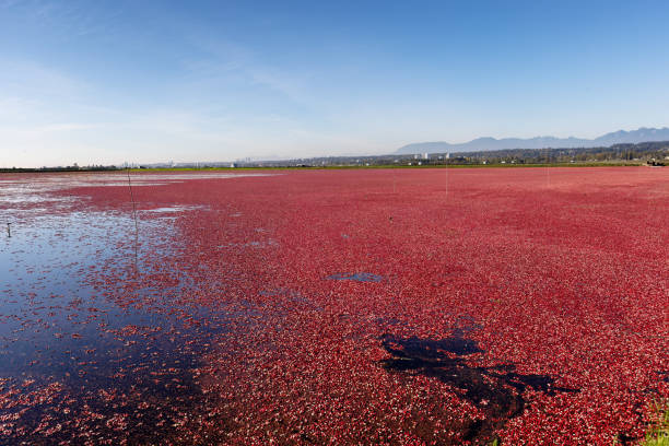 istock cranberries, Richmond British Columbia, Canada 2159886102