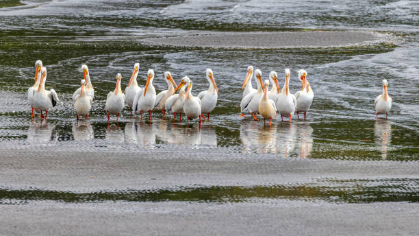 American White Pelicans on the sea beach
