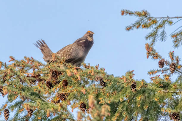 istock Sooty Grouse on a tree branch, Burnaby, BC, Canada 2159886170