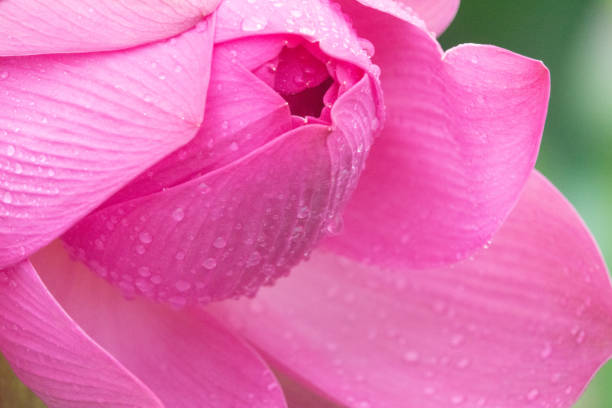 summer landscape with lotus flower