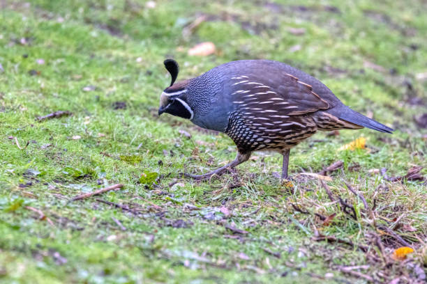 istock California Quail, Delta, BC, Canada 2159886210
