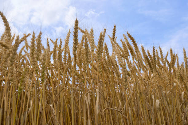 istock Ripened wheat ears against a blue sky 2159887891