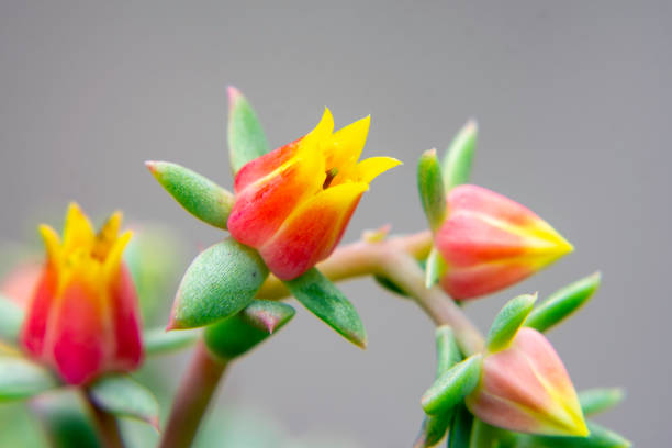Swollen-Flower Echeveria is a beautiful succulent producing rosettes of 15 leaves