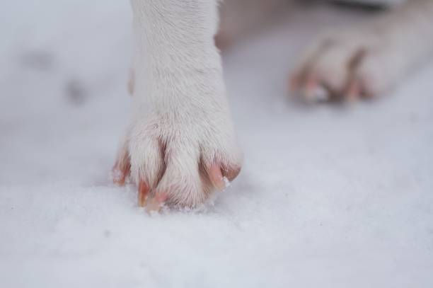 Close-up of dog paws on white snow