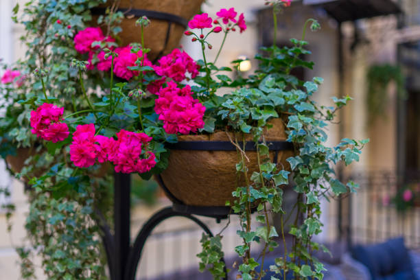 istock Flowers in the street 2159892150