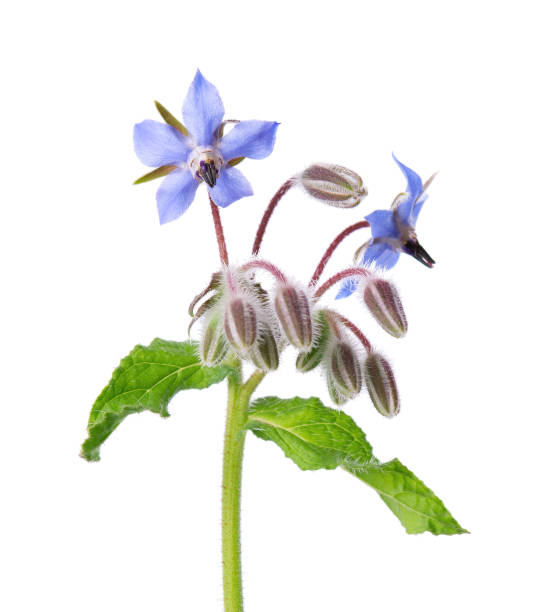 istock Borage flowers isolated on white background. Borago officinalis bush. Clipping path. 2159896332