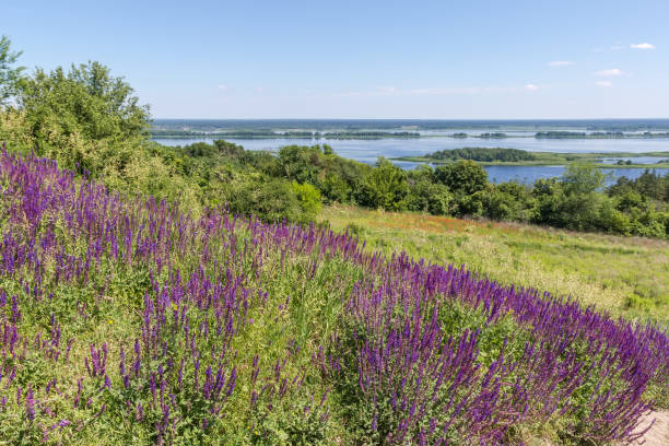 istock High river bank with blooming salvia on foreground in summer 2159896714