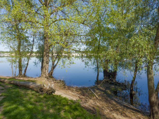 istock Old deciduous trees on river bank with snag on foreground 2159896824