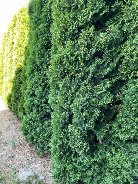 istock fence made of thuja trees 2159897307