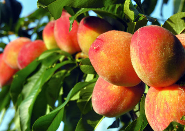 istock close-up of ripe organic peaches on a tree branch 2159897672