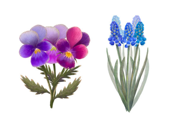 istock View colorful artistic renderings of Pansies and Grape Hyacinths, spring flowers in bloom 2159898256