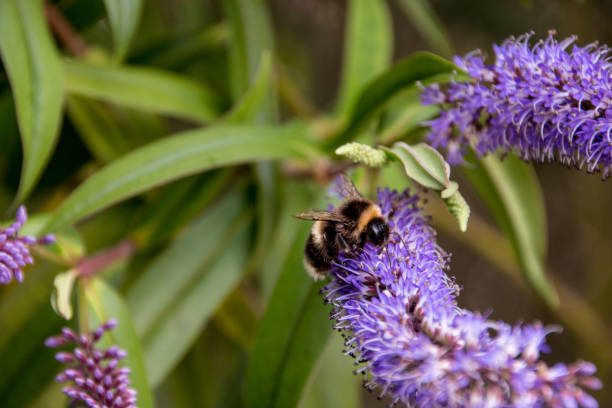 Close up of a bee on a purple flower