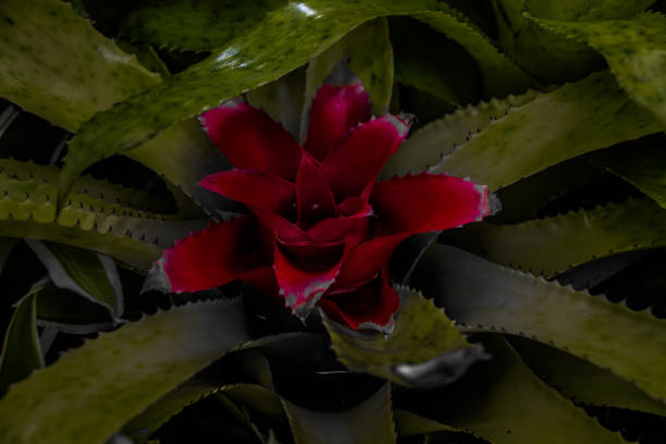 Pop of colour cactus