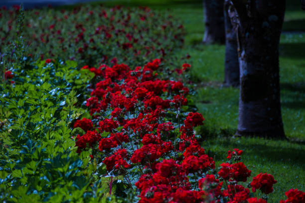 Looking down a row of red flowers