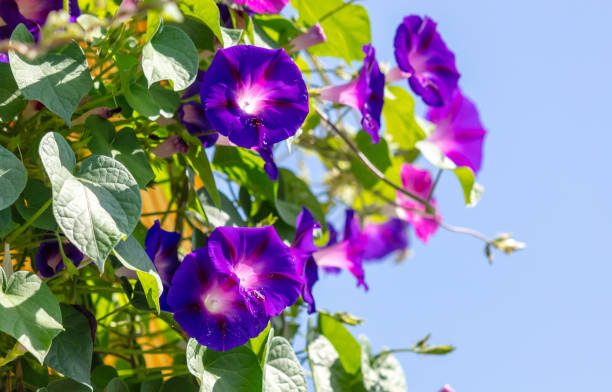 istock Ipomoea nile flower in nature 2159900204