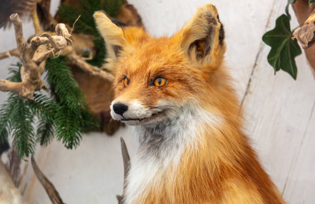 istock Close-up of a stuffed fox 2159900342