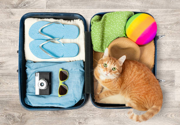 istock cat lies in a suitcase 2159900891