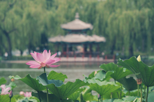 Lotus Flowers in Classical Chinese  Gardens