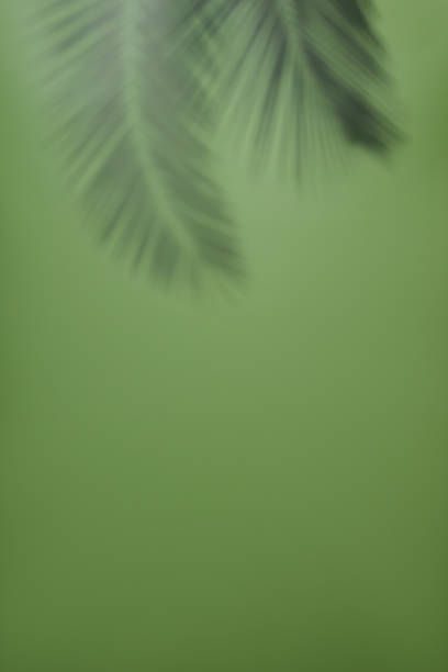 istock Green background with palm leaf shadow 2159902093