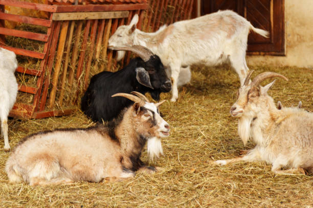 istock Goats on farm look peaceful and content in their enclosed environment. Selective focus 2159902427