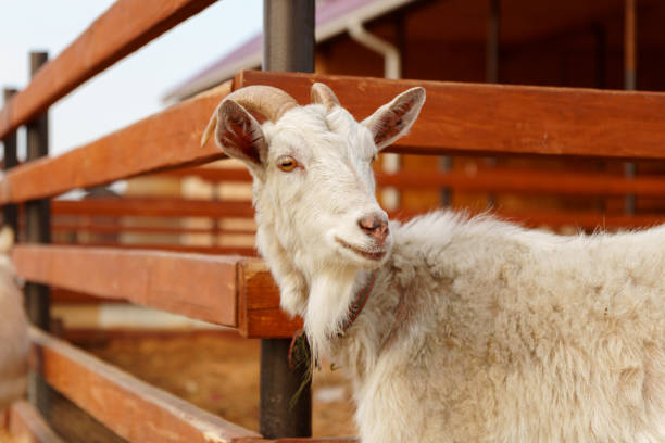 istock Goat on a farm, showcasing a typical scene in agriculture. 2159902482