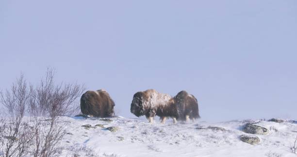 istock Musk Oxen Walking In Dovre 2159903026