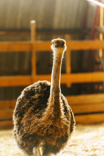 istock Ostrich stands tall and proud in a traditional barn setting, showcasing its impressive size and unique features. 2159903820