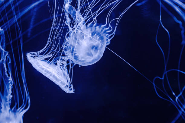 istock Sea jellyfish with long tentacles 2159904007