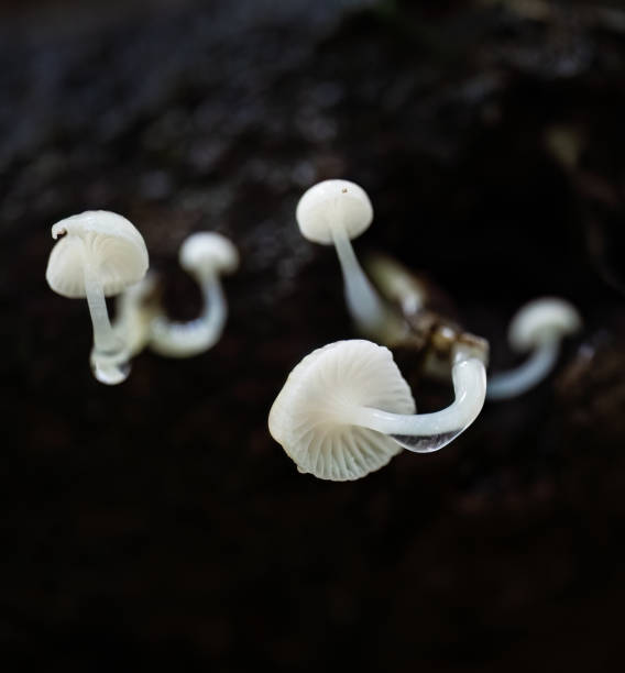 istock Austral dripping bonnet (Roridomyces austrororidus), growing on rotting wood. Auckland. 2159904083