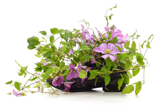 istock Old shoe with clematis flowers. 2159904207