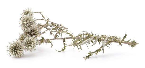 istock Thorny branch of thistle. 2159904375