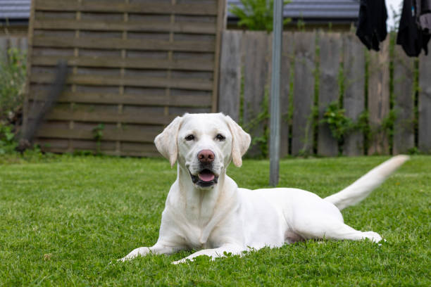 istock A white Labrador lies in the grass 2159904420